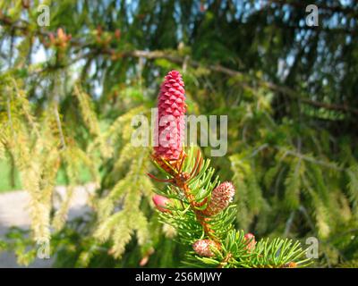Épinette commune avec fleurs et jeunes cônes Banque D'Images