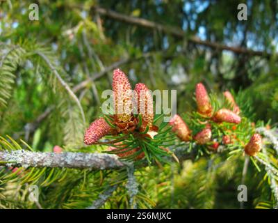 Épinette commune avec fleurs et jeunes cônes Banque D'Images