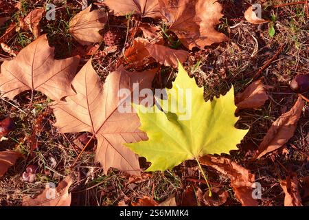 Feuilles d’automne Banque D'Images