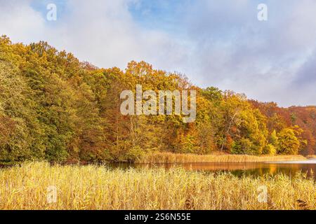 Vue sur le lac Haussee dans le paysage du lac Feldberg. Banque D'Images