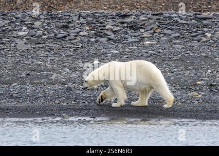 Ours polaire solitaire (Ursus maritimus) marchant sur la plage de galets le long de la côte du Svalbard en été, Spitzberg, Norvège Banque D'Images