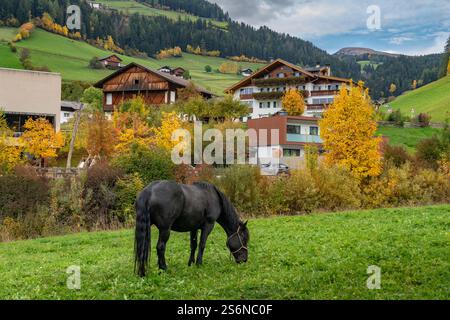 Un cheval paissant dans le pâturage avec la couleur du feuillage d'automne dans les arbres à Val di Funes près de Santa Magdalena, Italie, Europe. Banque D'Images