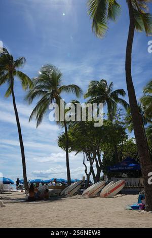 Scène de plage tropicale sur Waikiki Beach, Oahu, Hawaï, avec des planches de surf alignées sous des palmiers, un ciel bleu et des vibrations de plage vibrantes. Banque D'Images