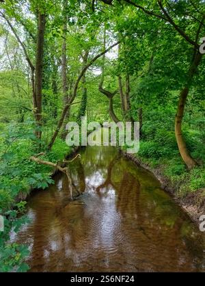 Ruisseau dans la forêt à Sechs-Seen-Platte Banque D'Images