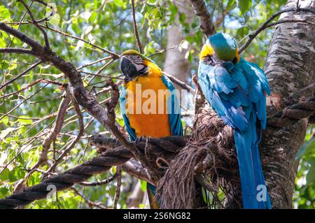 Deux perroquets sont perchés sur une branche d'arbre. L'un est bleu et jaune, et l'autre est bleu et jaune Banque D'Images