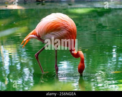 Flamingo, volière de Xaman Ha, Playa del Carmen, Q. Roo, Mexique Banque D'Images