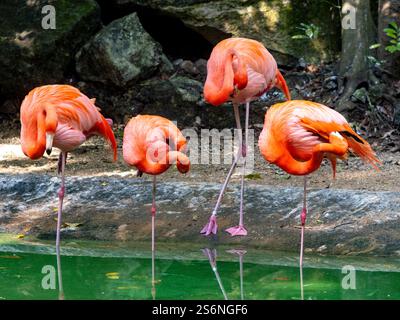 Flamingo, volière de Xaman Ha, Playa del Carmen, Q. Roo, Mexique Banque D'Images