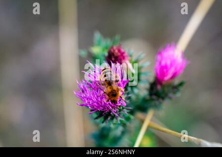 Une abeille est assise sur la fleur d'un chardon Marie Banque D'Images