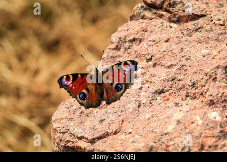 Portrait d'un papillon paon assis sur une pierre Banque D'Images