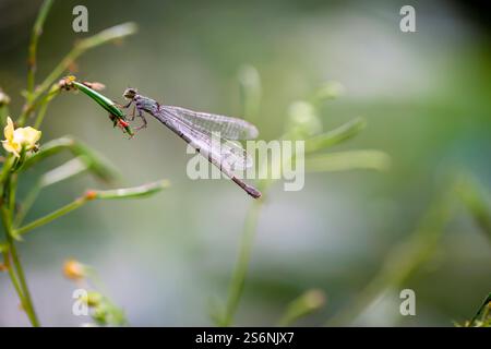 Une petite libellule assise sur une plante. Gros plan d'une libellule Banque D'Images