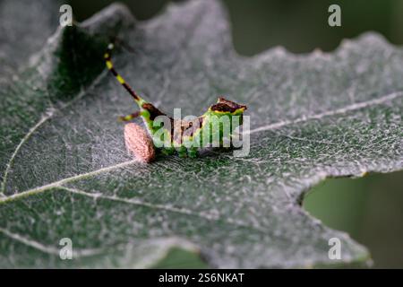 Une chenille vert-brun bien camouflée avec deux queues sur une feuille Banque D'Images