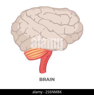 Organe du corps humain, partie isolée du cerveau en détail. Esprit de personne, cours de biologie et cours d'anatomie. Nerfs et neurologie science et recherches. Vecteur dans l'illustration de style plat. Cours ou étude d'organes, d'anatomie et de biologie du cerveau Illustration de Vecteur
