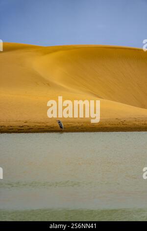 Un oiseau se tient dans l'eau près d'une plage de sable. La scène est paisible et sereine, l'oiseau étant la seule créature vivante de l'image. Le w Banque D'Images