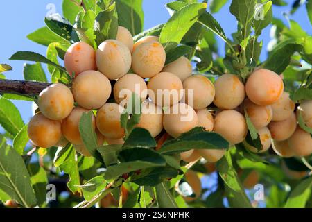 Riche récolte de prunes mirabelle Banque D'Images