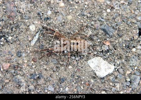 Araignée de Nosferatu Banque D'Images
