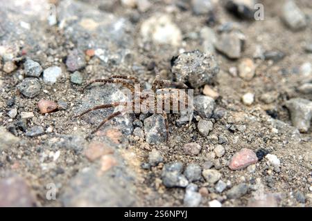 Araignée de Nosferatu Banque D'Images