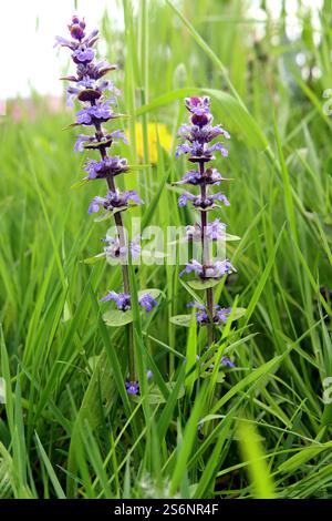 Fleur d'été cachée dans les hautes herbes Banque D'Images