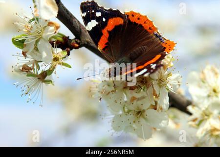 Un amiral à la recherche de nourriture Banque D'Images