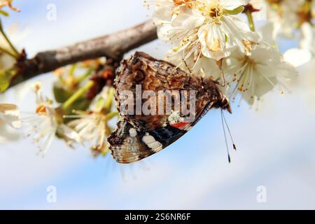 Un amiral à la recherche de nourriture Banque D'Images