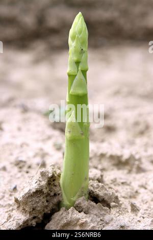 Asperges vertes, un cadeau de la nature Banque D'Images