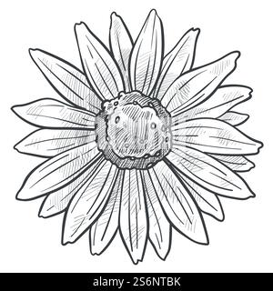 Fleur de camomille florissante en gros plan, icône isolée de plante florissante avec des caractéristiques médicales et cosmétologiques. Mayweed ou Marguerite design, contour d'esquisse monochrome floral. Vecteur dans le style plat. Fleur de camomille dans le vecteur d'esquisse monochrome de fleur Illustration de Vecteur