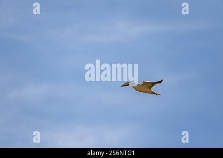 Un oiseau vole dans le ciel avec un fond bleu. L'oiseau est blanc et a une longue queue. Le ciel est clair et bleu, sans nuages en vue Banque D'Images