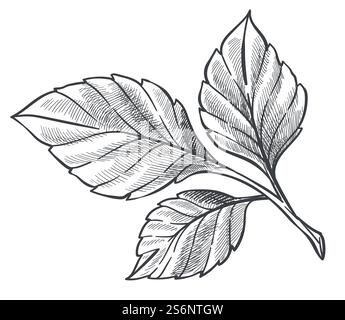 Feuilles de fraise, flore isolée ou arbustes, arbustes poussant dans le jardin ou la forêt. Jeunes arbres incolores ou feuillage décoratif. Contour d'esquisse monochrome. Vecteur dans l'illustration de style plat. Flore naturelle de la plante de fraise, esquisse de contour Illustration de Vecteur
