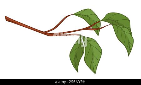 Feuillage sur branche d'arbre ou de buisson, brindille isolée avec de petites feuilles. Jardinage et culture de jeunes arbres, agricoles ou de plantation. Production écologique ou conservation botanique. Vecteur dans le style plat. Brindille avec des feuilles goring, feuillage sur vecteur de branche Illustration de Vecteur