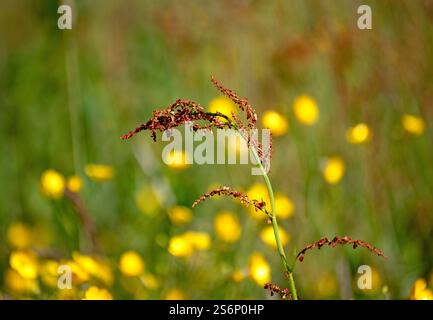 Fleurs sauvages Sorrel, moutons flore sauvage irlandaise, par une journée ensoleillée en Irlande Banque D'Images
