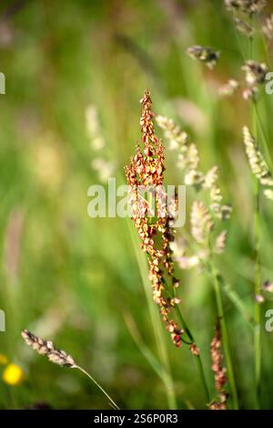 Fleurs sauvages Sorrel, moutons flore sauvage irlandaise, par une journée ensoleillée en Irlande Banque D'Images