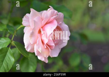 Rosa 'Thelma Barlow'. Une rose à thé hybride nommée d'après l'actrice de télévision et écrivaine anglaise, Thelma Barlow, mieux connue pour son rôle de Mavis Wilton. Banque D'Images