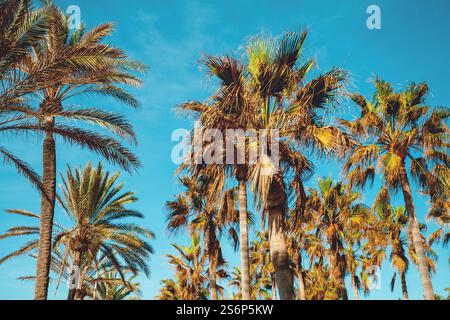 Palmiers contre le ciel bleu. Plantation de palmiers. Paysage naturel. Ein Gedi, Israël Banque D'Images