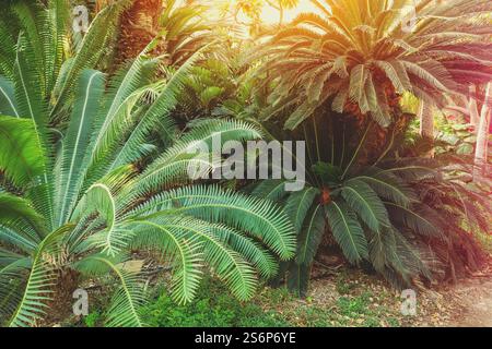 Palmiers dans une oasis désertique. Kibboutz Ein Gedi, Israël Banque D'Images