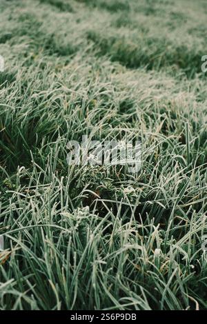 Herbe givrée sous la douce lumière du matin d'une journée d'hiver fraîche dans natures Banque D'Images