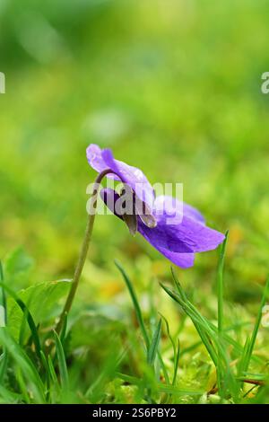 Violette parfumée, Viola odorata, dans l'herbe Banque D'Images