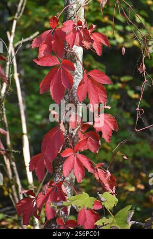 Feuilles d'automne de la vigne sauvage, Parthenocissus, sur un tronc d'arbre dans la forêt riveraine Banque D'Images