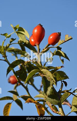 Les berges du chien rose, Rosa canina, devant un ciel bleu Banque D'Images