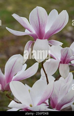 Fleurs d'une tulipe magnolia Magnolia x soulangeana Banque D'Images