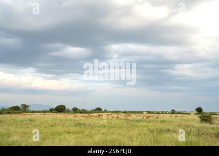 Paysage du parc national de la Reine Elizabeth avec troupeau de kobs ougandais contre le ciel, Ouganda Banque D'Images