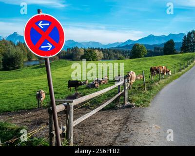Vue de paysage avec des vaches laitières brun clair d'une certaine manière à l'étang bavarois Schwaltenweiher sur une route de campagne sans panneau d'arrêt au premier plan et chaîne de montagnes en arrière-plan. Banque D'Images