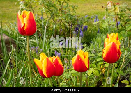 Tulipes et jacinthes dans le jardin Banque D'Images