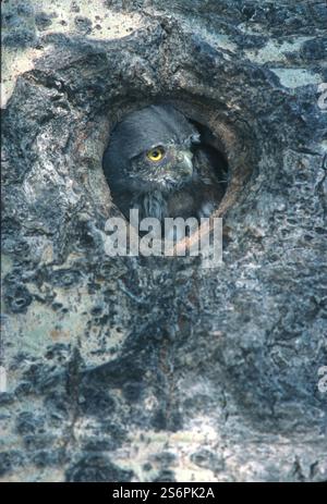 Hiboux pygmée du Nord (Glaucidium gnoma) nids chez le peuplier tremble (Populus tremuloides). Banque D'Images