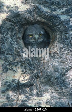 Hiboux pygmée du Nord (Glaucidium gnoma) nids chez le peuplier tremble (Populus tremuloides). Banque D'Images