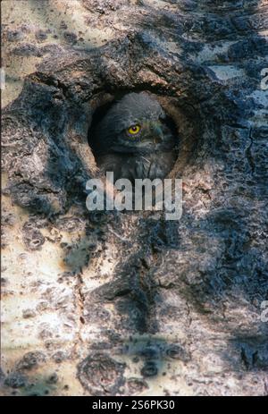 Hiboux pygmée du Nord (Glaucidium gnoma) nids chez le peuplier tremble (Populus tremuloides). Banque D'Images