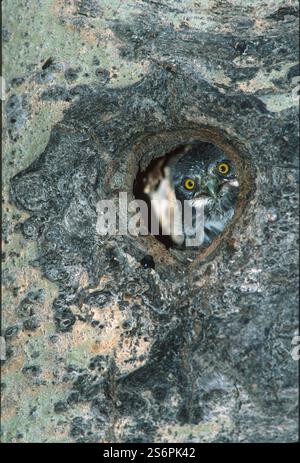 Hiboux pygmée du Nord (Glaucidium gnoma) nids chez le peuplier tremble (Populus tremuloides). Banque D'Images