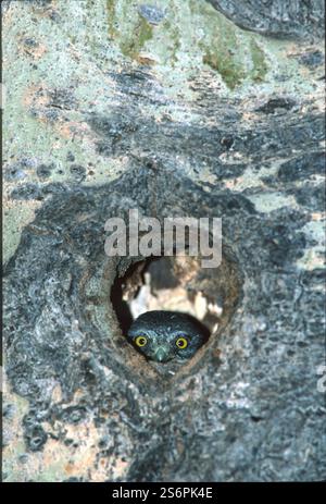 Hiboux pygmée du Nord (Glaucidium gnoma) nids chez le peuplier tremble (Populus tremuloides). Banque D'Images