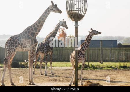 Angleterre, Kent, Wingham, Wingham Wildlife Park, girafes Banque D'Images