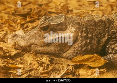 Angleterre, Kent, Wingham, Wingham Wildlife Park, West African Dwarf Crocodile Banque D'Images