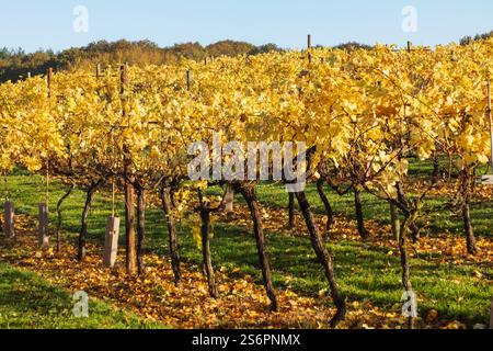 Angleterre, Kent, Biddenden, Biddenden vignobles en automne Banque D'Images