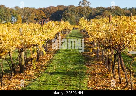 Angleterre, Kent, Biddenden, Biddenden vignobles en automne Banque D'Images